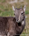Bouquetin 5613_wm